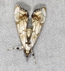 Eudaimonisma batchelorella