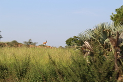 Alcelaphus buselaphus lelwel