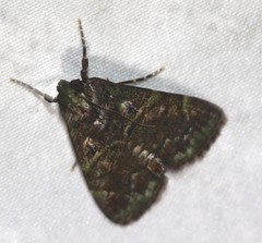 Orthaga atribasalis
