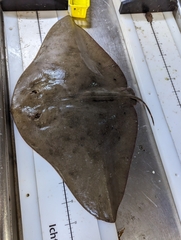 Smooth Butterfly Ray photo 4