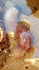 Athyonidium chilensis