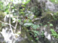Micrathena zilchi