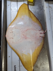 Smooth Butterfly Ray photo 3