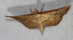 Hypolamprus ypsilon