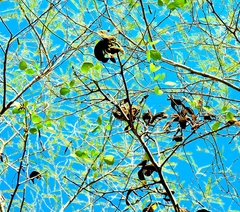 Microlobius foetidus