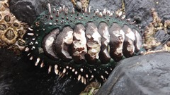 Acanthopleura echinata