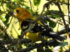 Pheucticus chrysopeplus