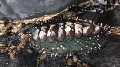 Acanthopleura echinata