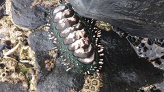 Acanthopleura echinata