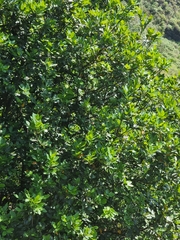 Laurus novocanariensis image