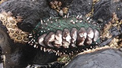 Acanthopleura echinata