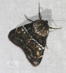 Orthaga atribasalis