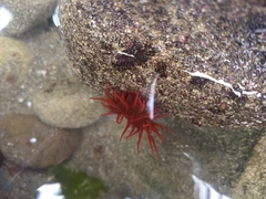 Anemonia alicemartinae