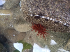 Anemonia alicemartinae