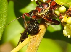 Apiomerus flaviventris