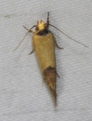 Chrysonoma concisella
