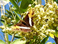 Doxocopa laure laure