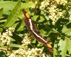 Doxocopa laure laure