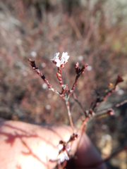 Euchaetis