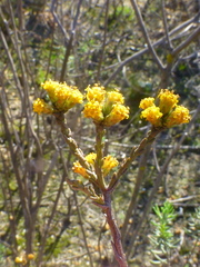 Marasmodes