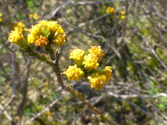 Marasmodes