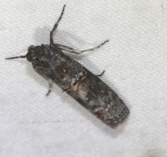 Conobathra hemichlaena