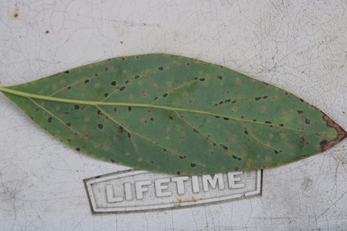 Persea Mite