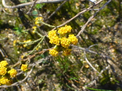 Marasmodes