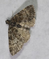 Eucymatoge peplodes