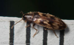 Prothalpia holmbergi