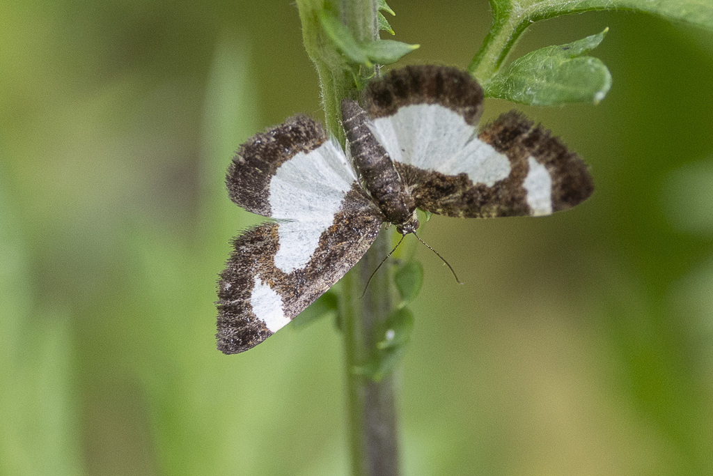 Common Spring Moth from Montebello, NY 10901, USA on June 15, 2023 at ...