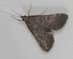 Piletocera macroperalis