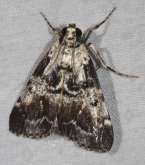 Orthaga rubridiscalis