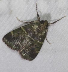 Orthaga atribasalis