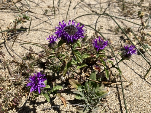 Image of Monardella sinuata by no rights reserved