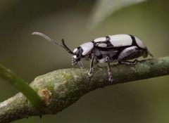 Omophoita octoguttata