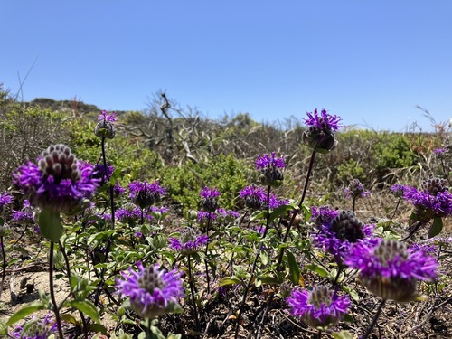 Image of Monardella sinuata by no rights reserved