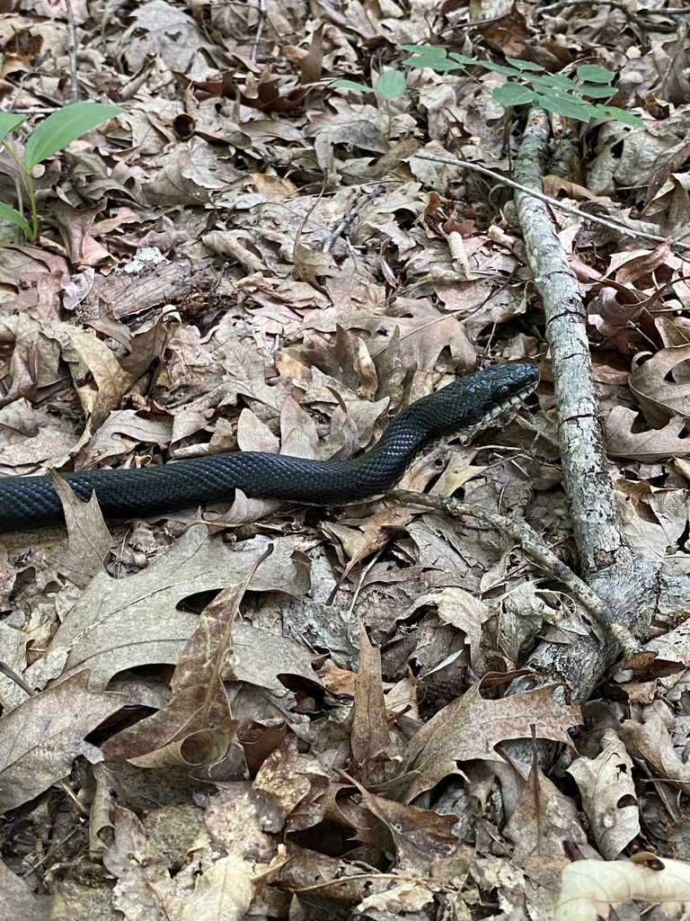 Western Ratsnake in June 2023 by jim · iNaturalist