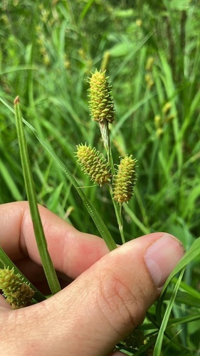 Carex X deamii