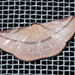 Leptoctenopsis - Photo (c) Bas van de Meulengraaf,  זכויות יוצרים חלקיות (CC BY-NC), הועלה על ידי Bas van de Meulengraaf