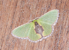 Synchlora astraeoides