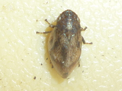 Lepyronia coleoptrata