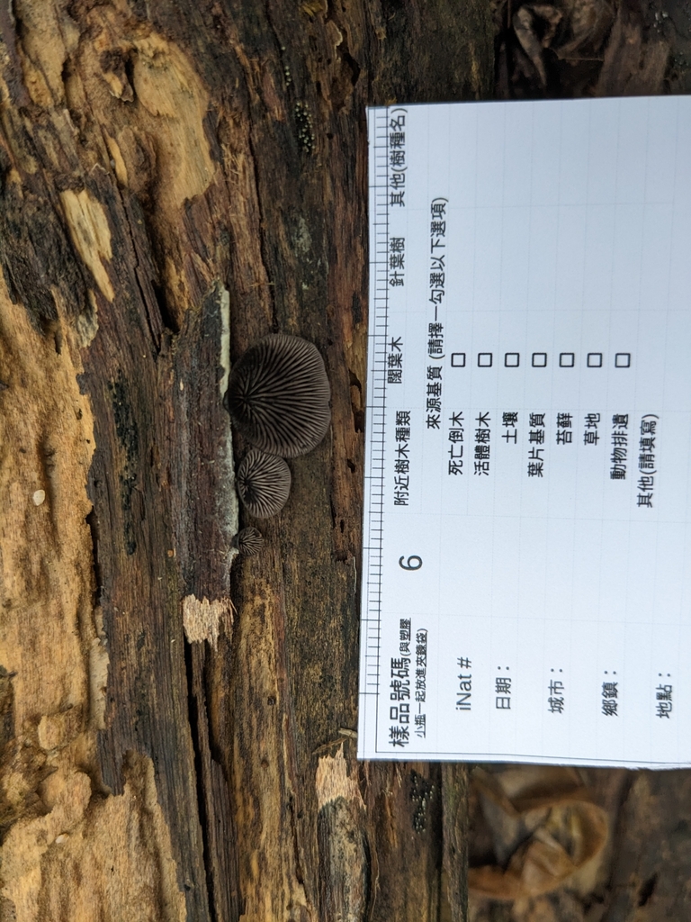 Resupinatus applicatus · April 2023 · photo: © mango9188 (iNaturalist, cc-by)