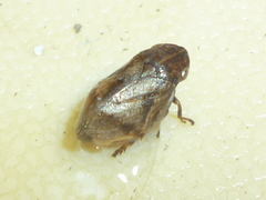 Lepyronia coleoptrata