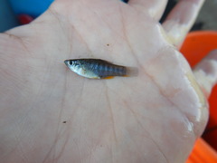 Fundulus xenicus