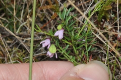 Tetratheca procumbens