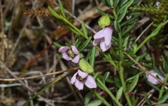 Tetratheca procumbens