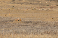 Cynomys ludovicianus