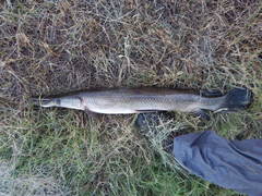 Atractosteus spatula