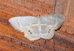 Opisthoxia